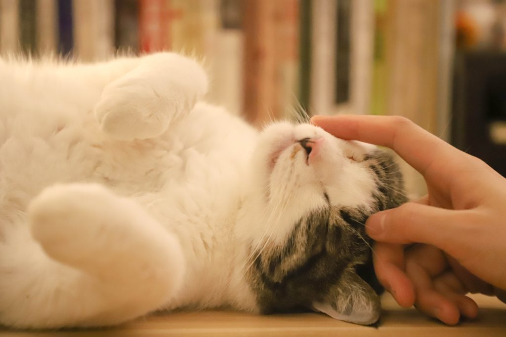 18 signs your cat really loves you