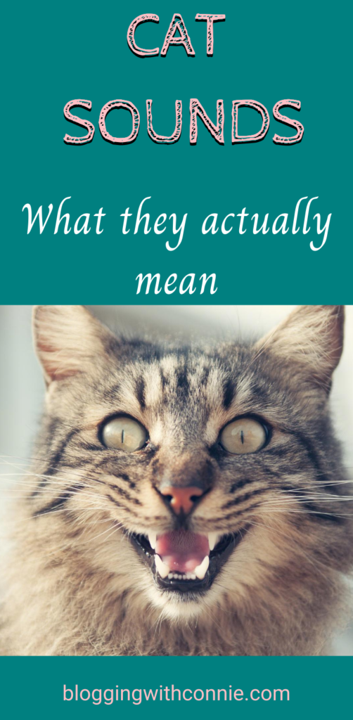 Cat sounds Communicating with your cat purrfectly Catly