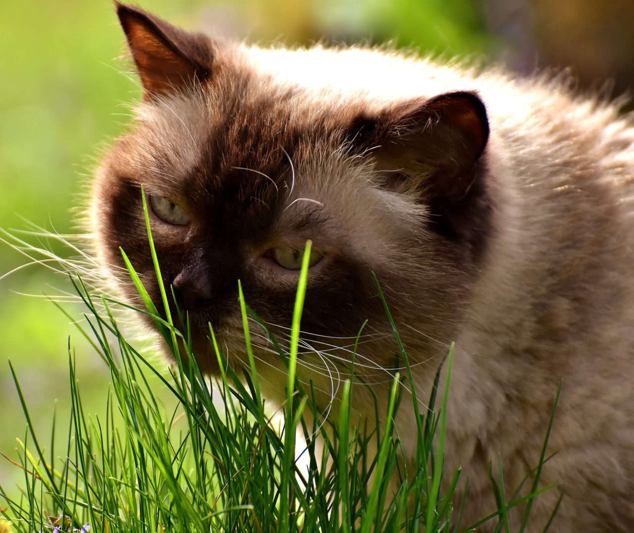 Why does your cat eat grass? Understand your cat's behavior