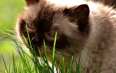 Why does your cat eat grass? Understand your cat's behavior