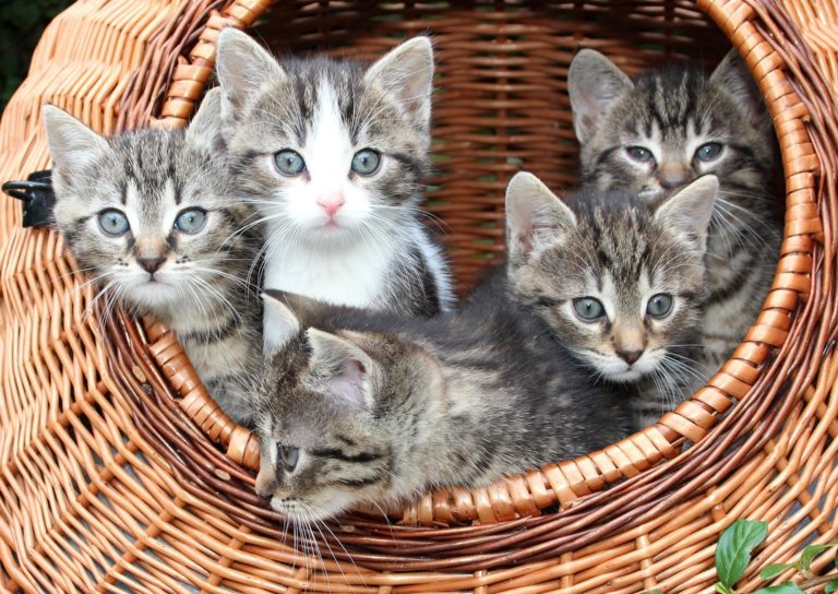 Revealed: Why do cats reject their kittens?