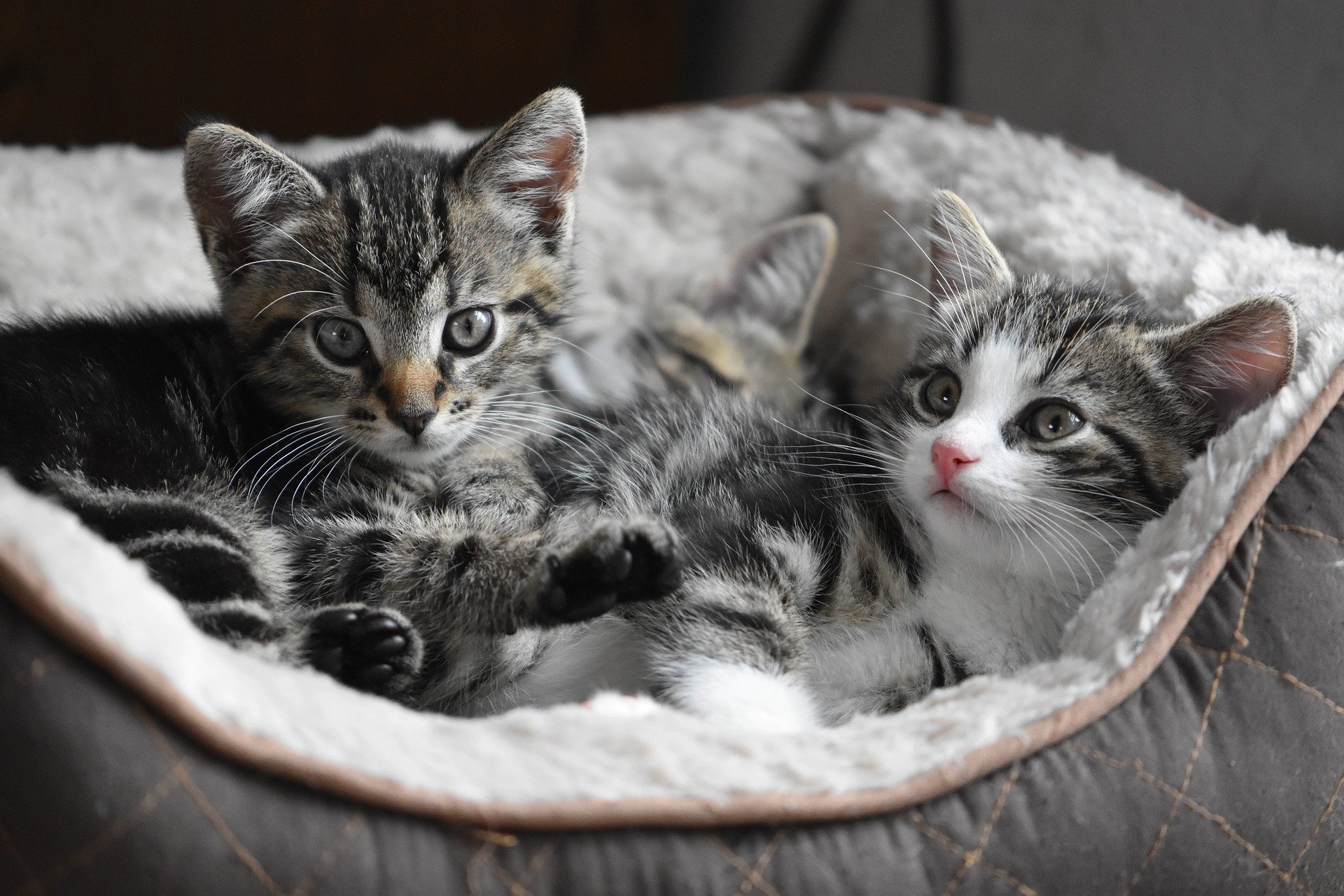 Why do cats reject their kittens?
