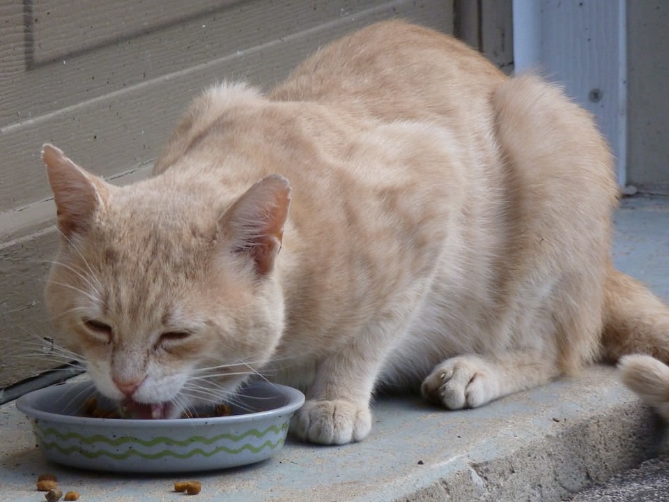 Why cats beg for food when bowl has food