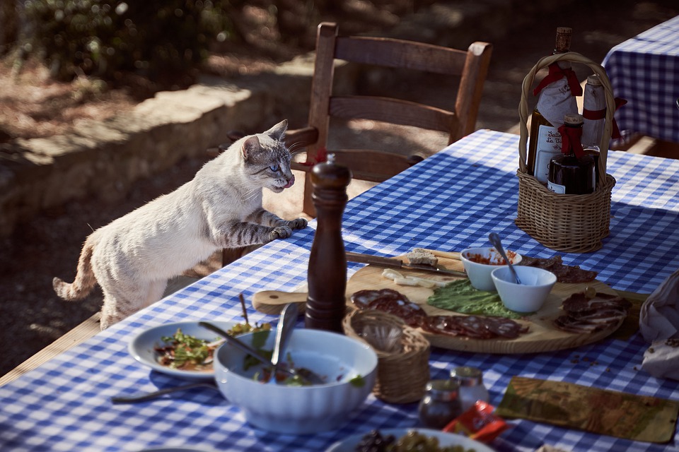 The ultimate guide on how to plan for thanksgiving as a cat owner