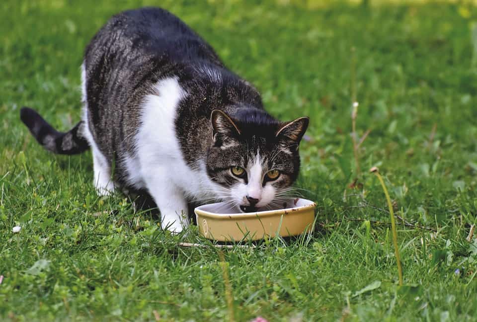 cat eating behavior