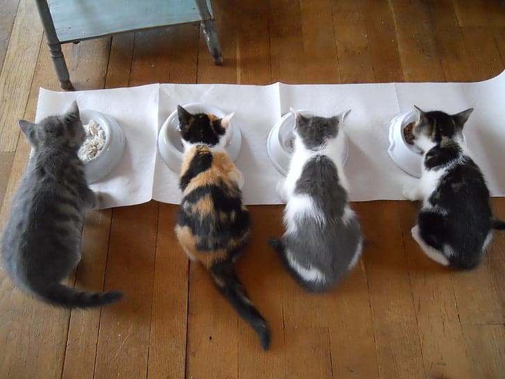 Shocking reasons why some cats only eat food in the middle of the bowl