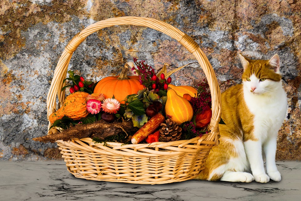 The ultimate guide on how to plan for thanksgiving as a cat owner: Thanksgiving food