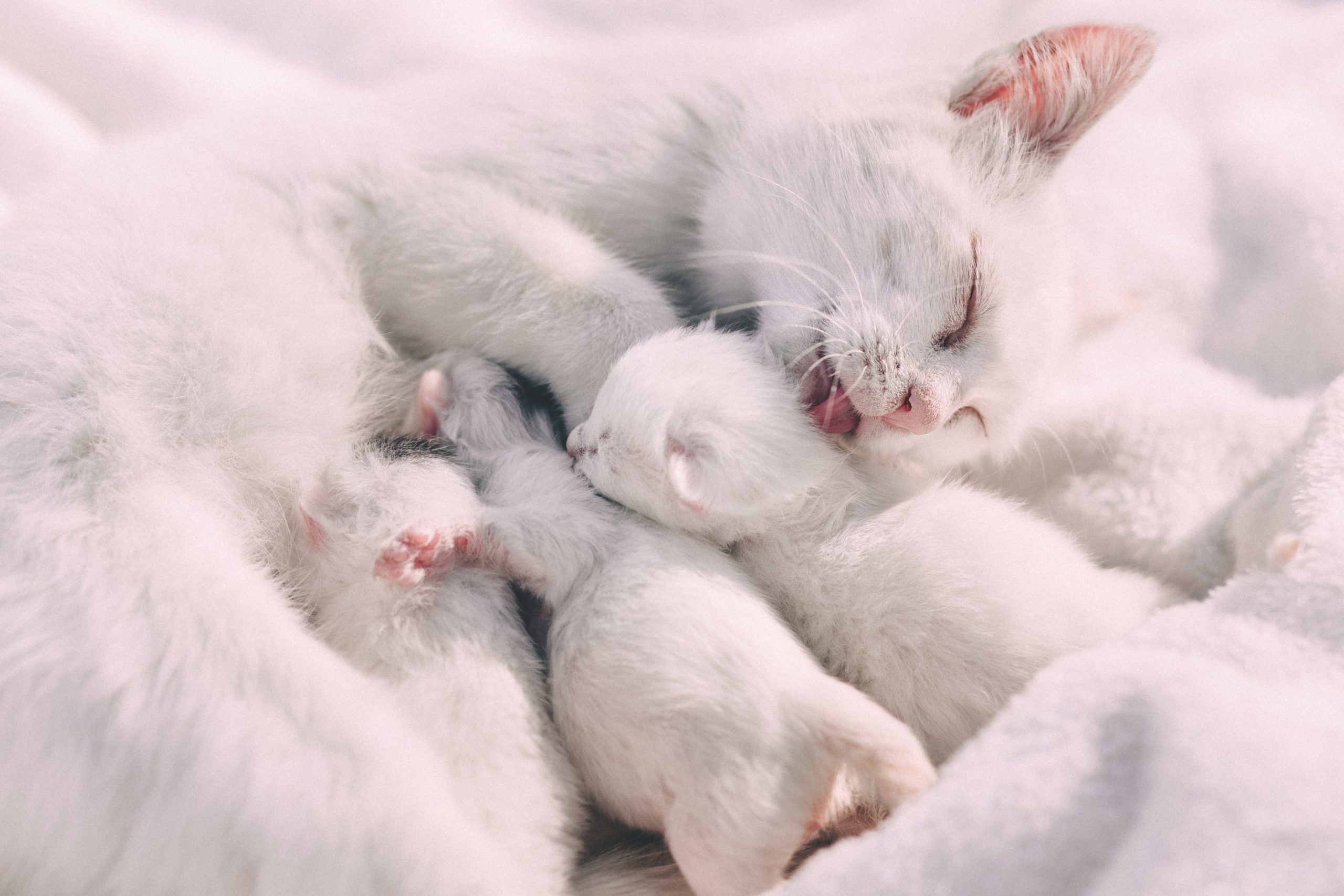 Why do cats eat their kittens?