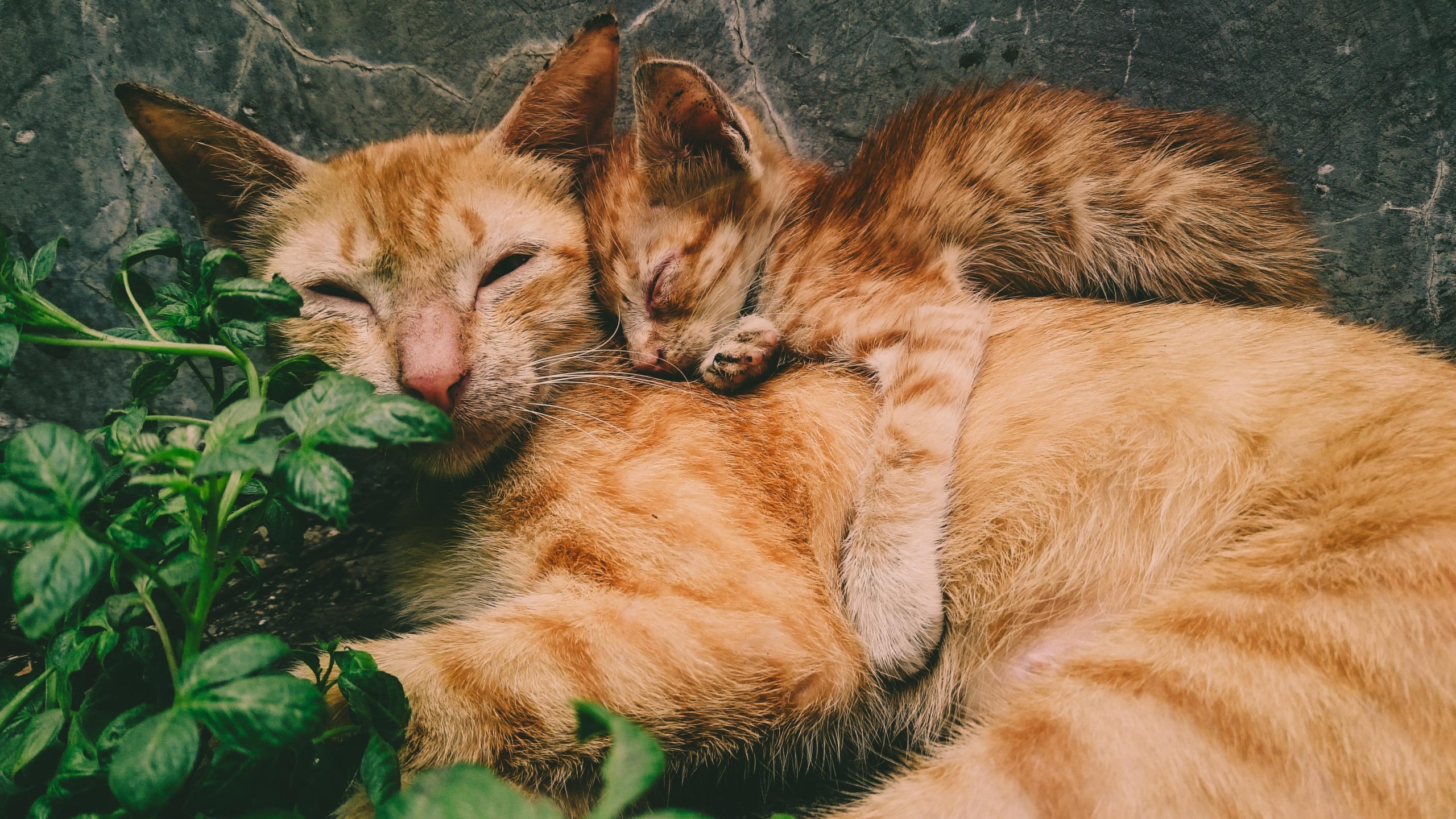 Why do cats eat their kittens?