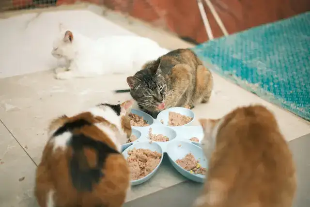 cat avoids eating alone
