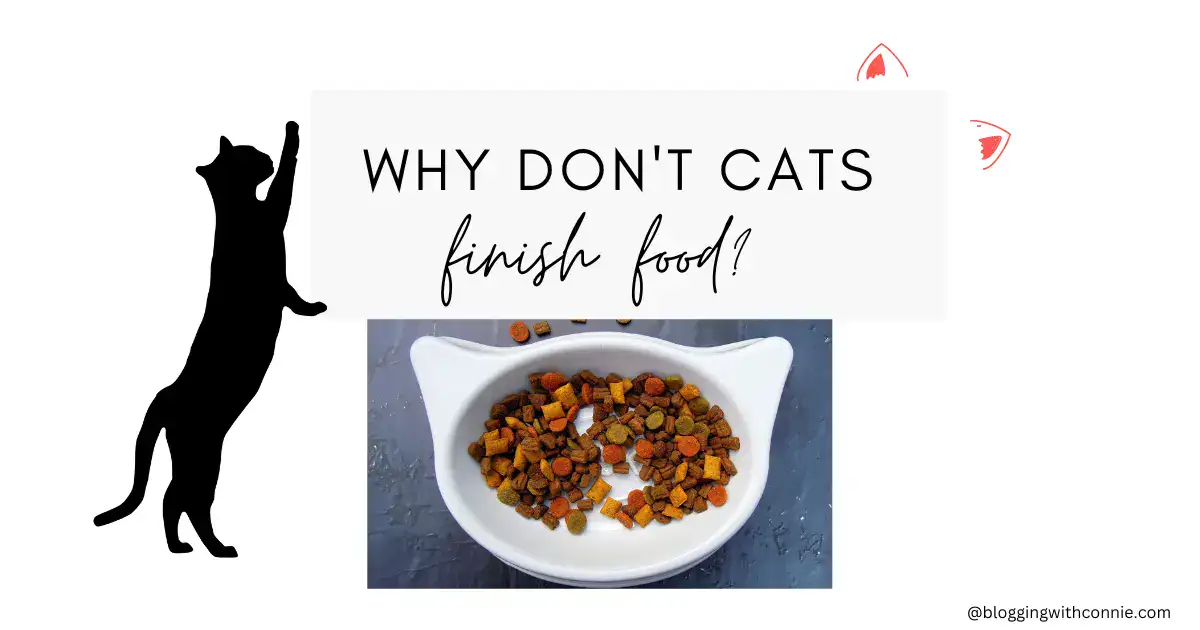 cats don't finish food