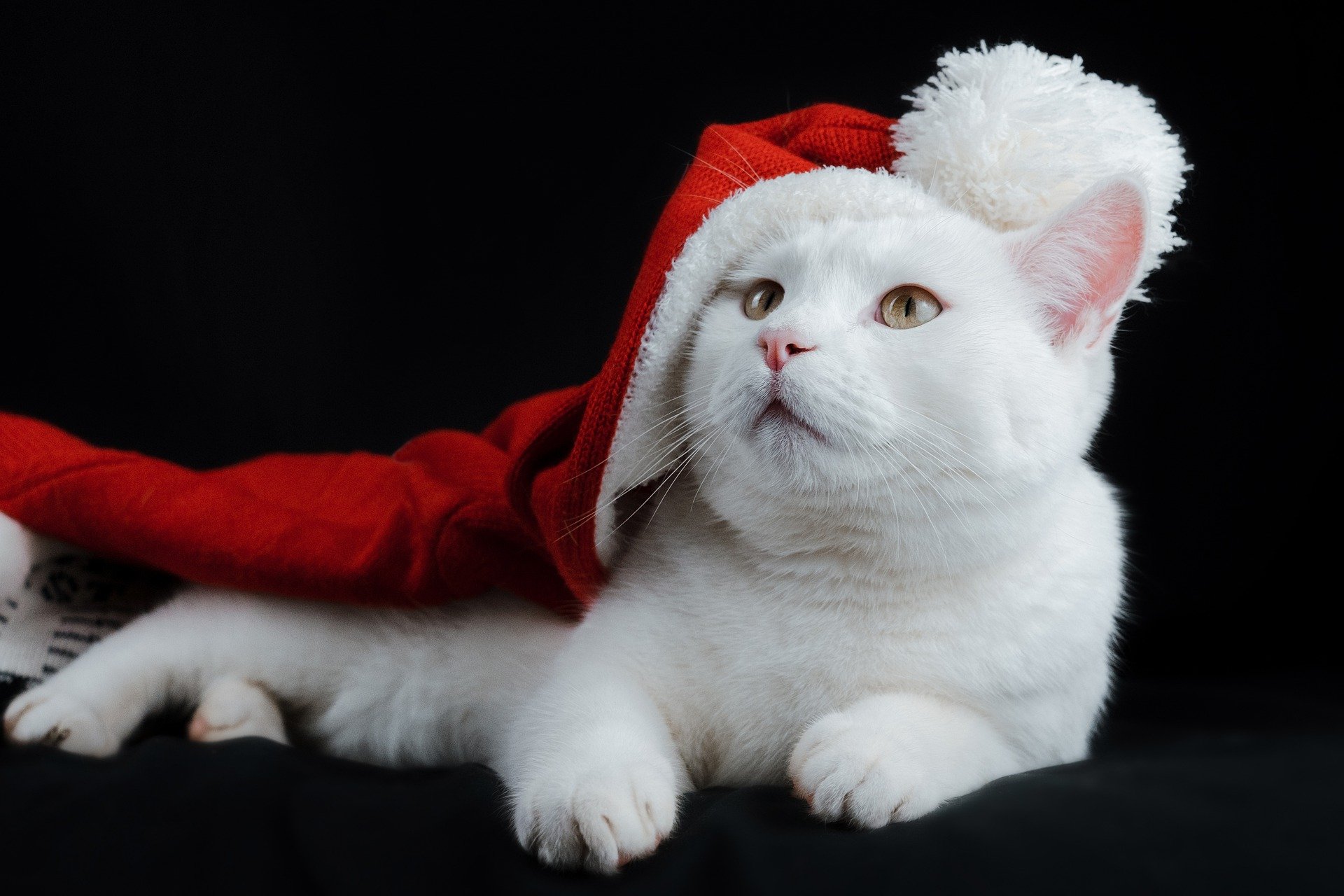 The ultimate guide on reducing your pet's holiday stress