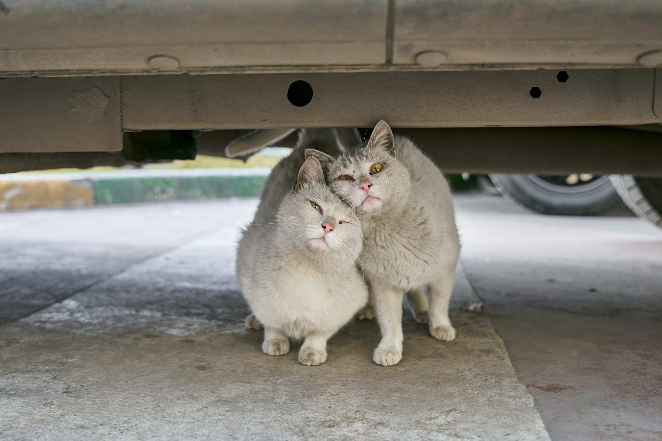 Surprising reasons why stray cats are attracted to your house