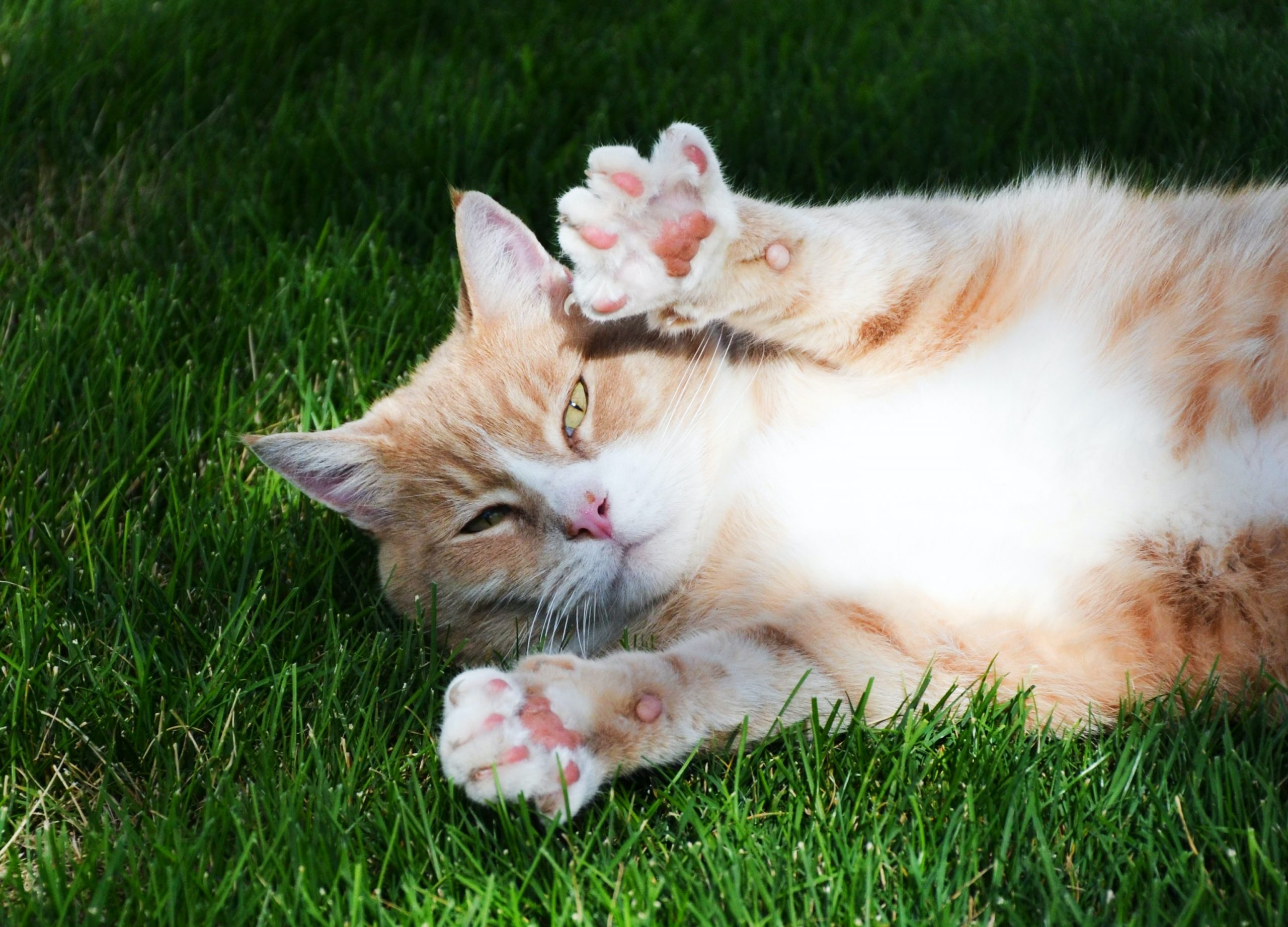 Is cat declawing legal?