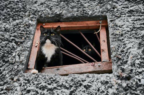 What attracts feral cats to your home