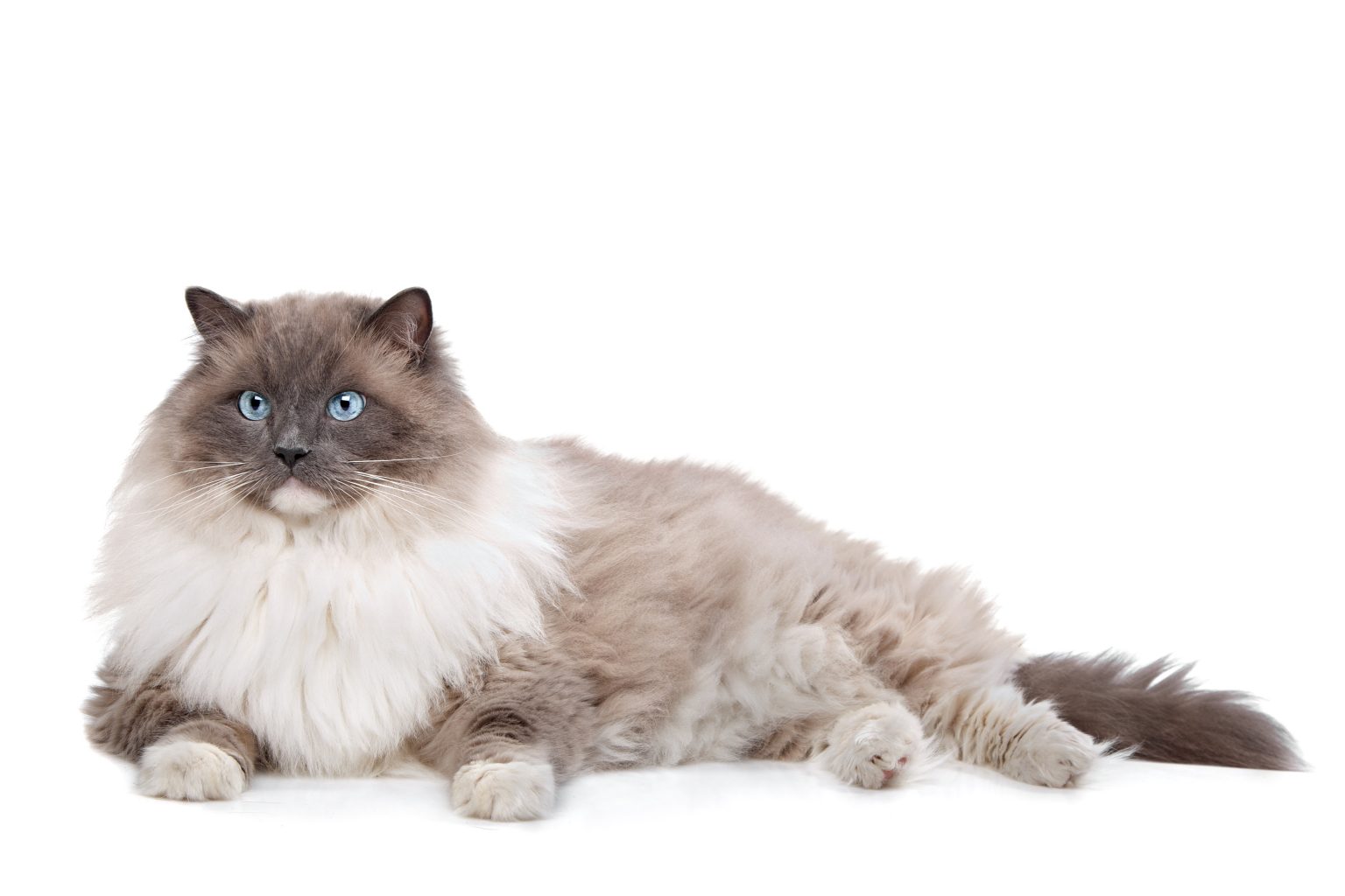 Can Cats Drink Vegan Milk? 7 Vegan Milk Types Truthfully Explained ...