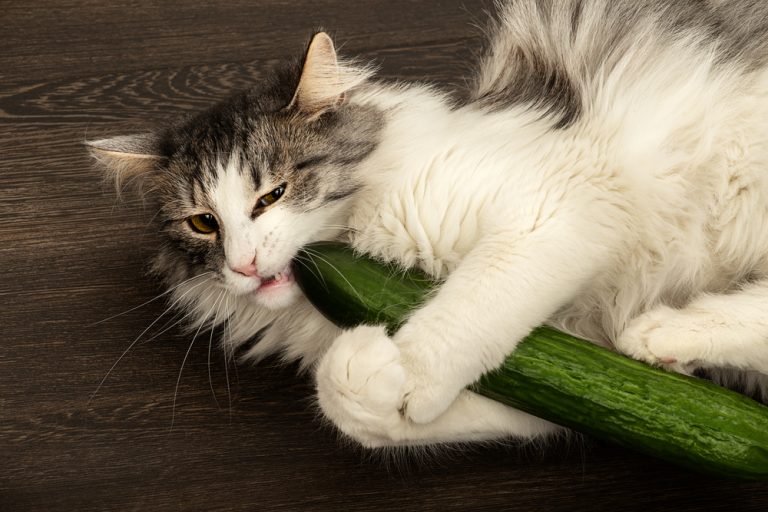 Cats and cucumbers: Can cats eat cucumbers?