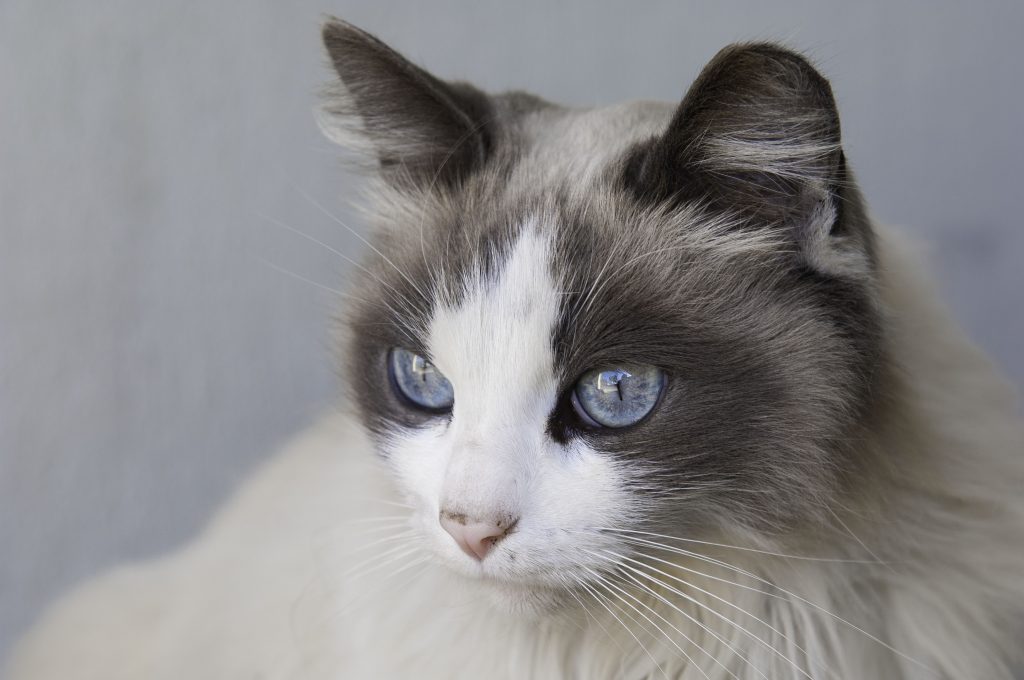 How Do I Know What Breeder Is the Best Ragdoll Cat Breeder?