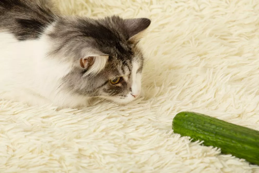 Why are cats afraid of cucumbers