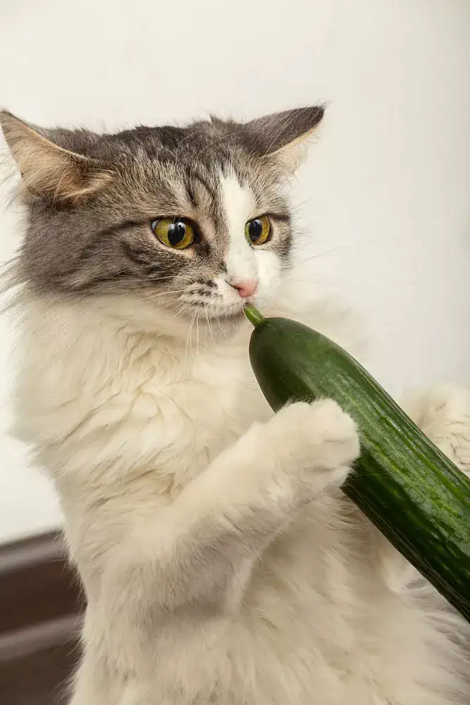 How to feed your cat cucumbers