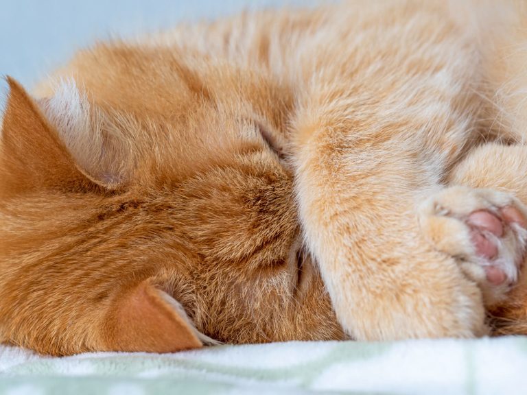Why Do Cats Cover Their Faces When They Sleep