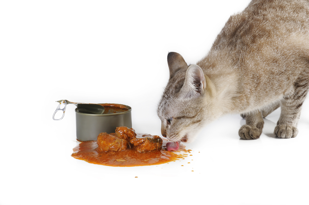 cats and wet foods