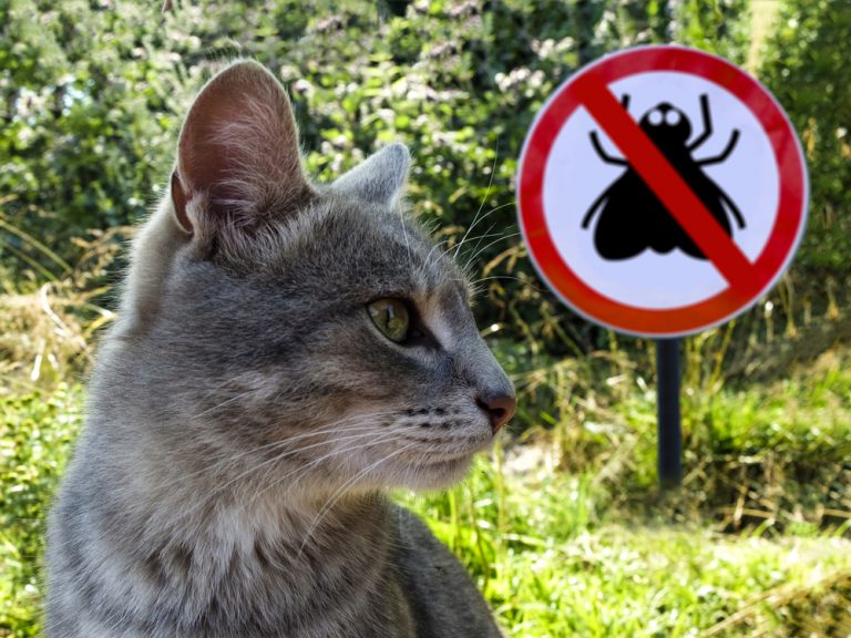 Can cats eat flies: Everything you need to know