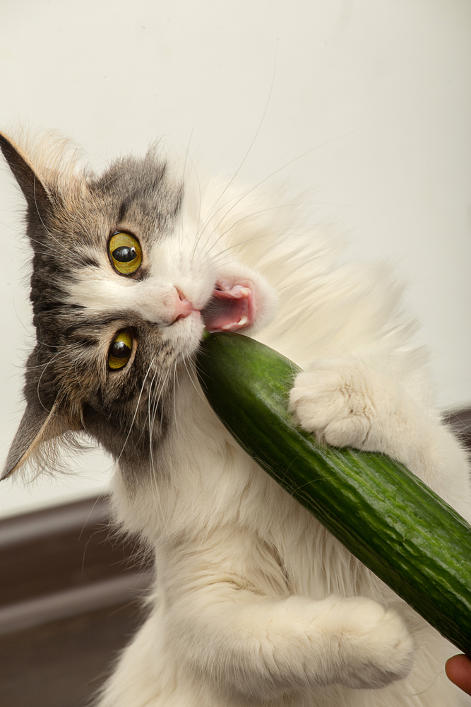 Can cats eat cucumbers