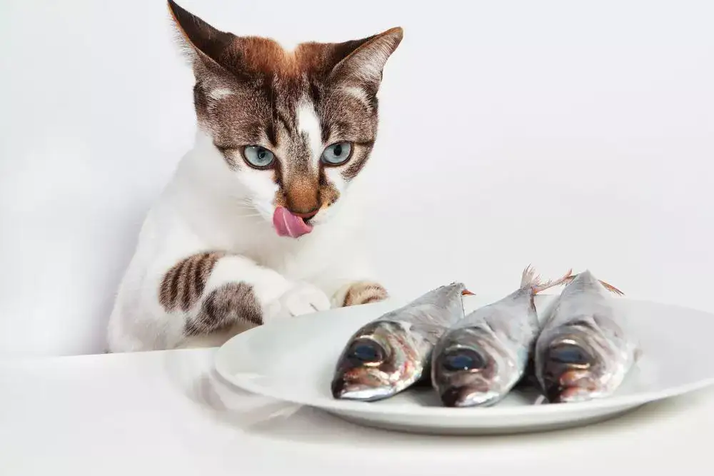 Benefits of sardines to cats