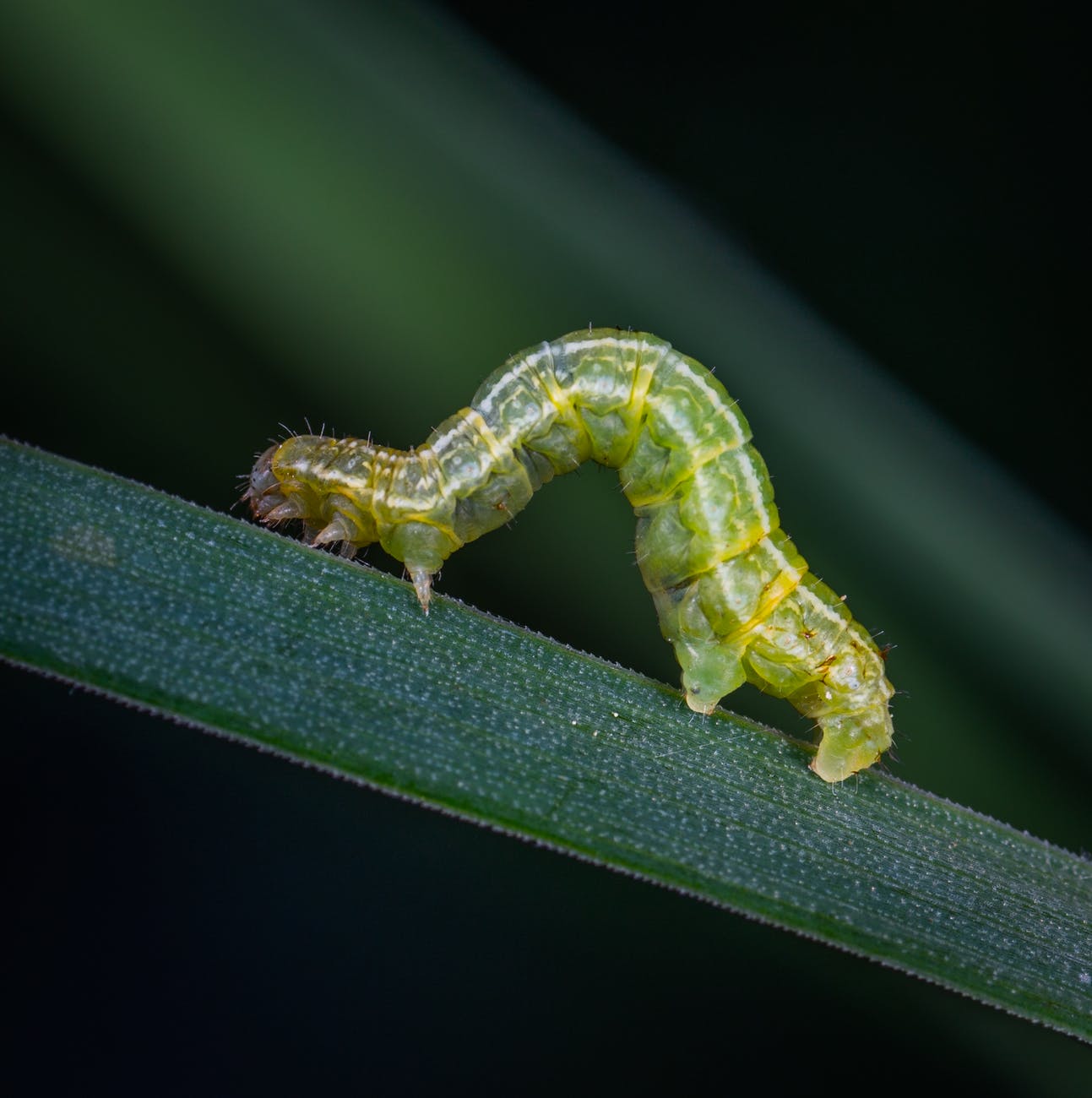 Can cats get worms after eating flies?