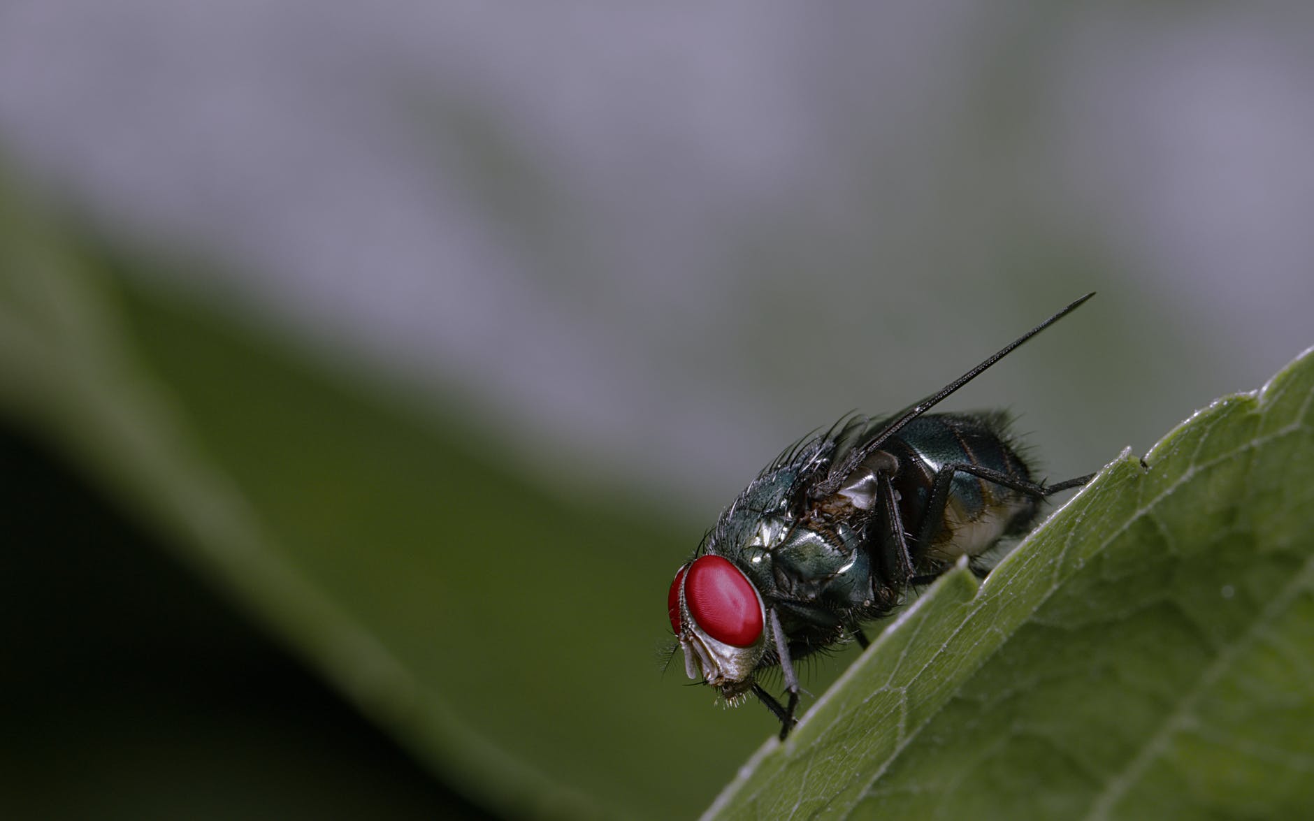 What are the nutritional benefits of cats eating flies?