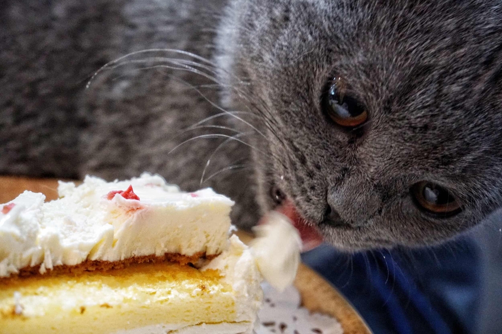 Can Cats Eat Vanilla Cake?