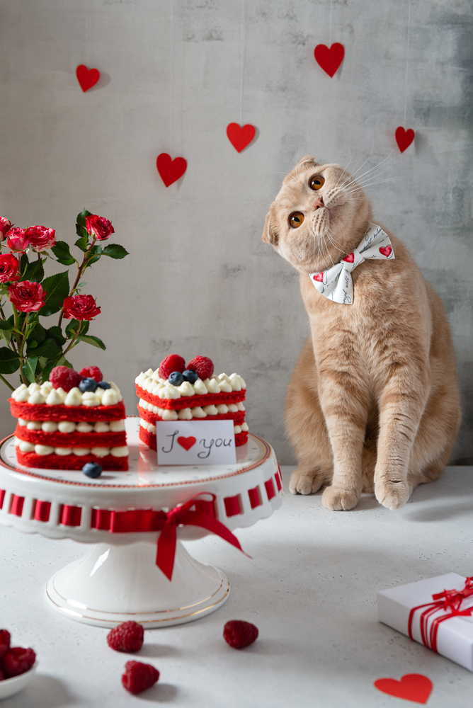 Can Cats Eat Red Velvet Cake?