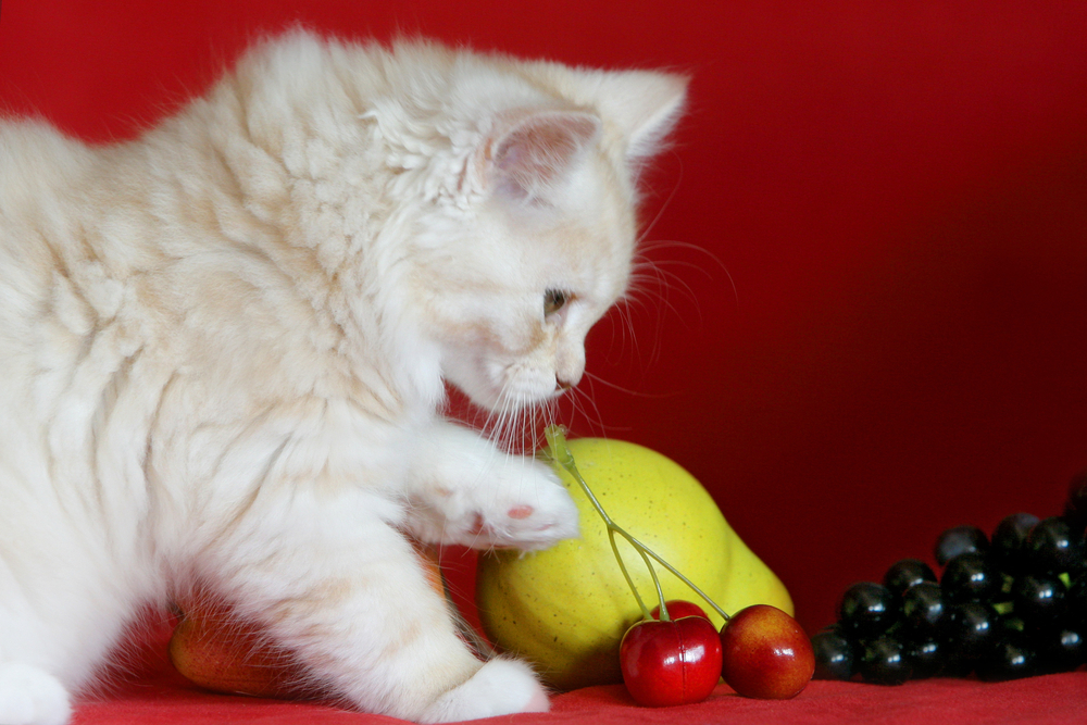 Causes of Cherry Poisoning in Cats