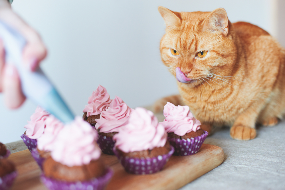 Can cats eat cake: Complete guide on cats and cakes