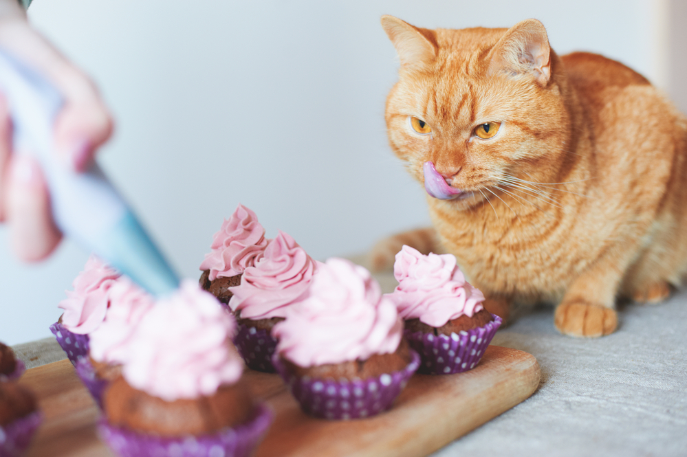 Can cats eat cake Complete guide on cats and cakes BloggingWithConnie