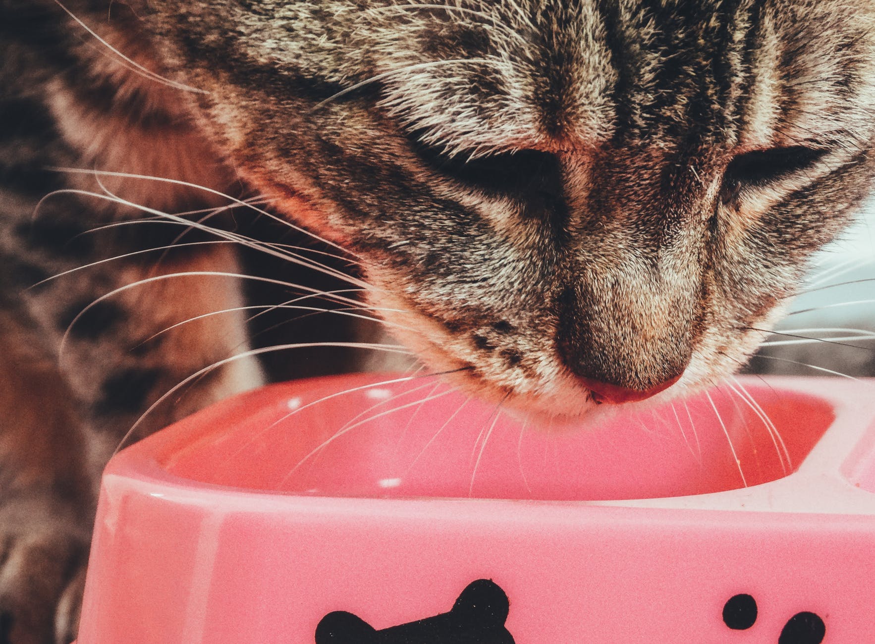 Can Cats Eat Animal Crackers?