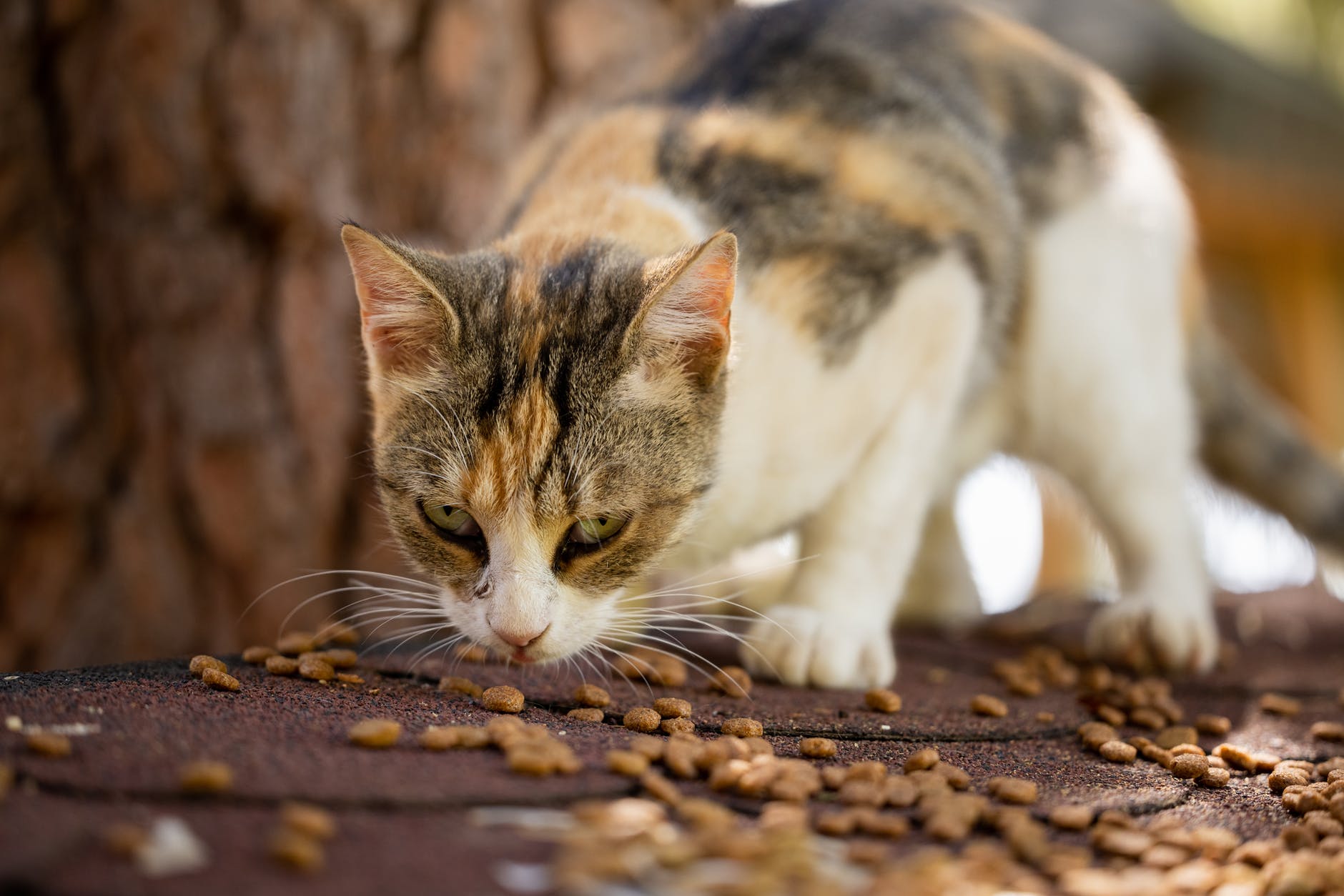 What to do if my cat ate too many graham crackers?