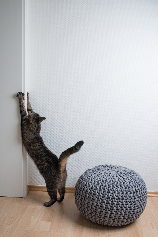 Why Does My Cat Scratch The Wall?