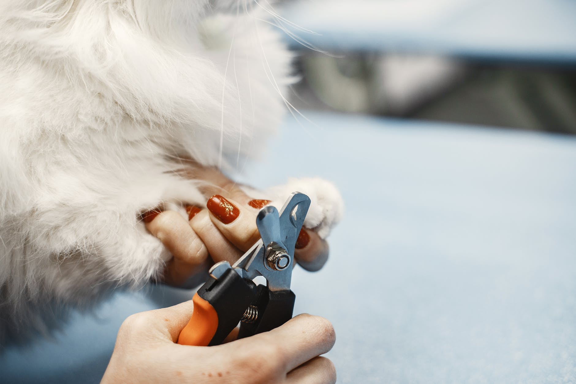 a person trimming cat nails to help stop sscratching walls