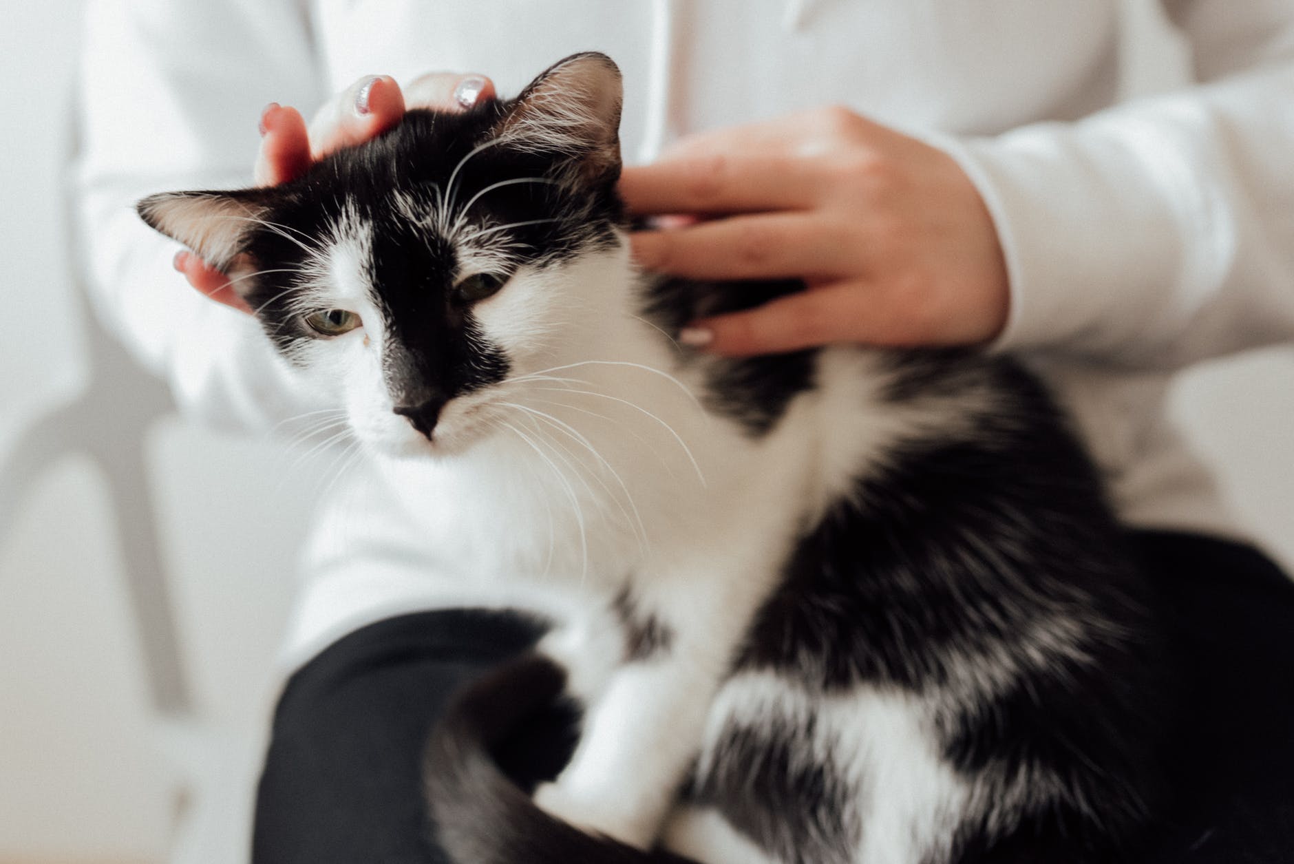 Marking territory equals scratching walls for cats