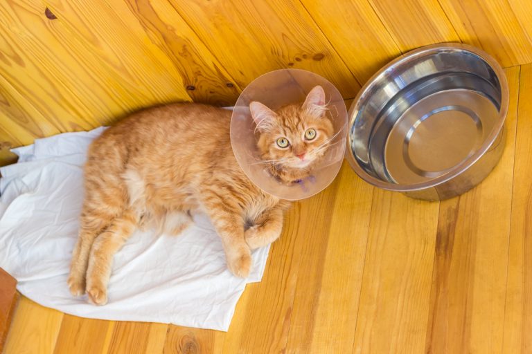 7 Reasons Why Cats Scratch The Floor When Drinking Water