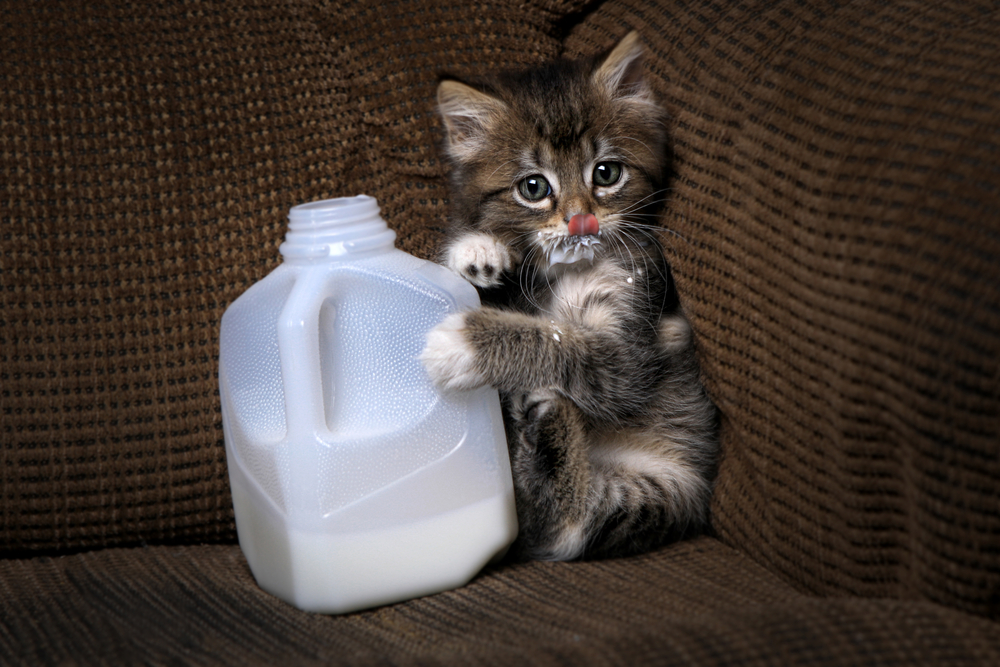 How Much Almond Milk Can Cats Have?