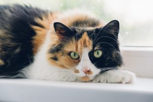 Are Calico Cats Hypoallergenic?