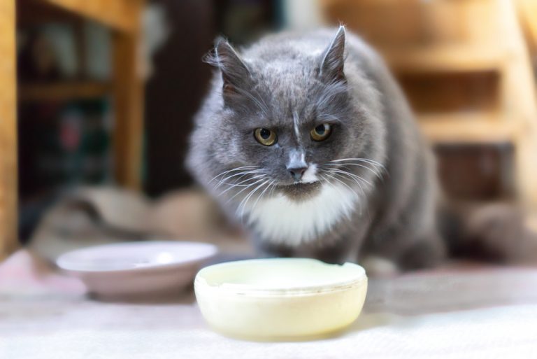 Can Cats Eat Butter? Everything You Need to Know