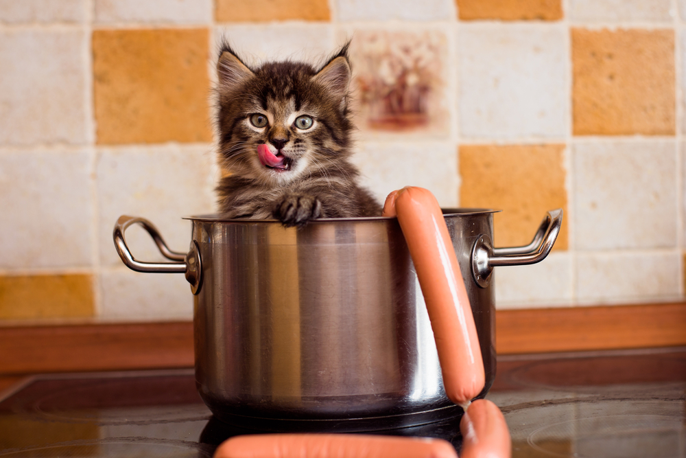 Can cats eat hot dogs?