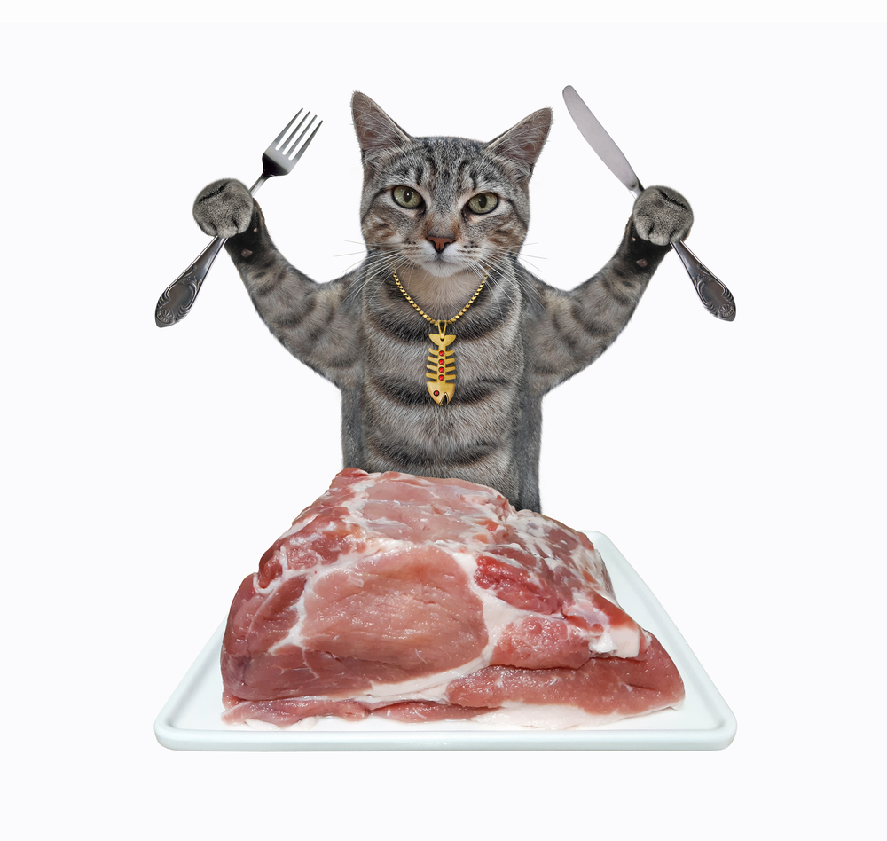 What Foods Can Cats Eat Raw? The Pros and Cons of a Raw Cat Food Diet