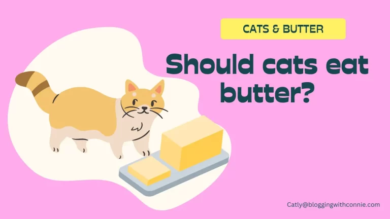 Can Cats Eat Butter? Everything You Need to Know