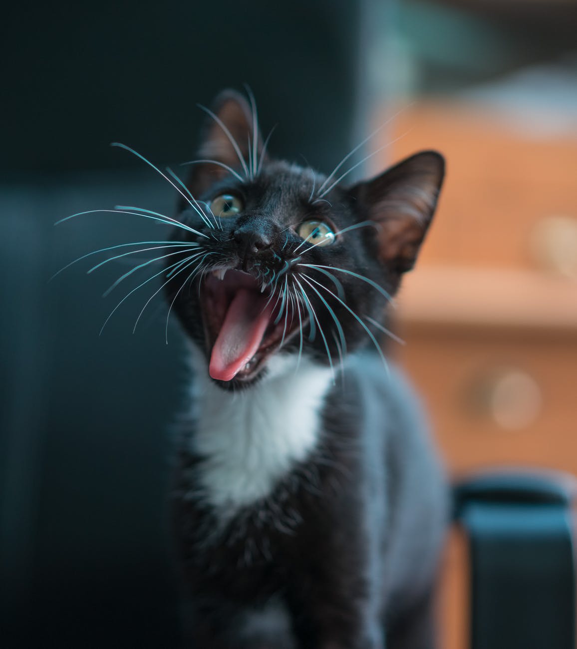 black and white cat with tongue out