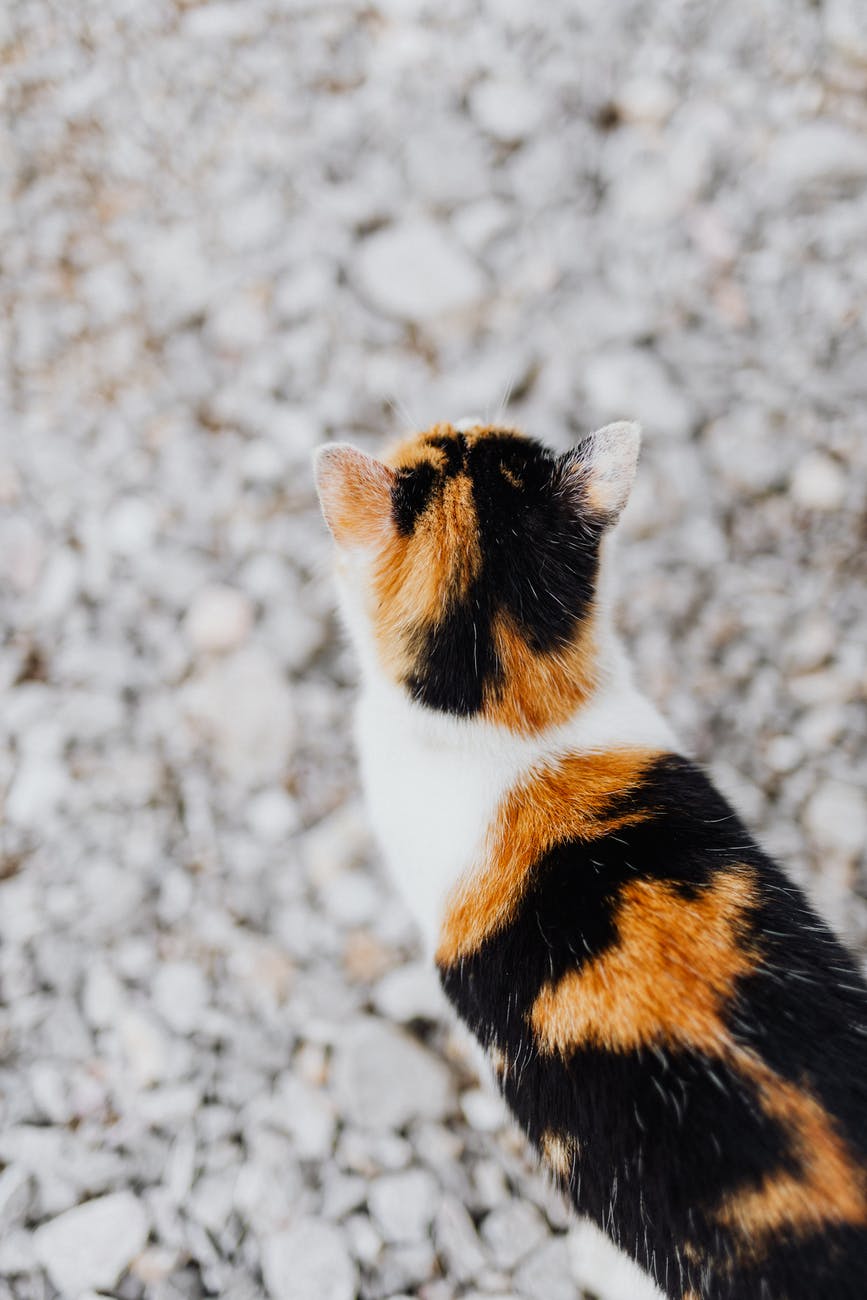 Are calico cats good pets for people with allergies?